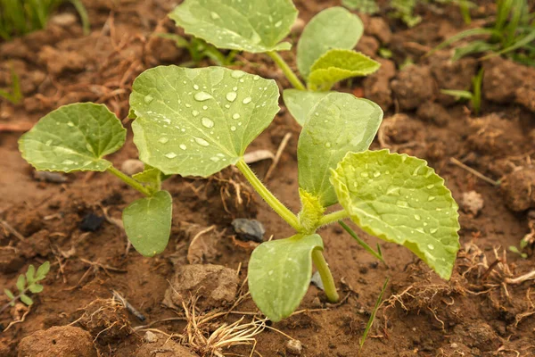 Young Sweet Melon Shoots Sprout Ground Watering Rain Organic Melon — Stok Foto