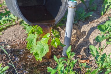 Bahar mevsimsel sulama ile su ve gübre aynı zamanda toprağa oksijen girişi için toprağın gevşetilmesi. Sitedeki bahçe aletleriyle çalış