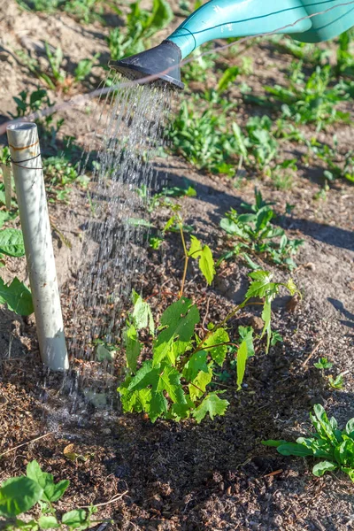Irigasi Musim Semi Dengan Air Dan Pupuk Serta Pelonggaran Tanah — Stok Foto
