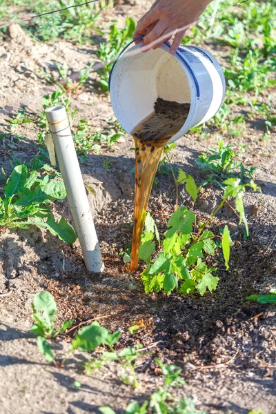 Spring Seasonal Irrigation Water Fertilizer Well Loosening Land Oxygen Access — kuvapankkivalokuva
