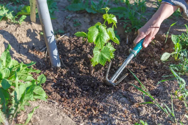 봄에는 비료를 사용하여 계절에 관개를 토양에 산소를 수있는 정원에 도구를 — 스톡 사진