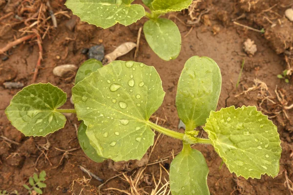Young Sweet Melon Shoots Sprout Ground Watering Rain Organic Melon — Stok Foto