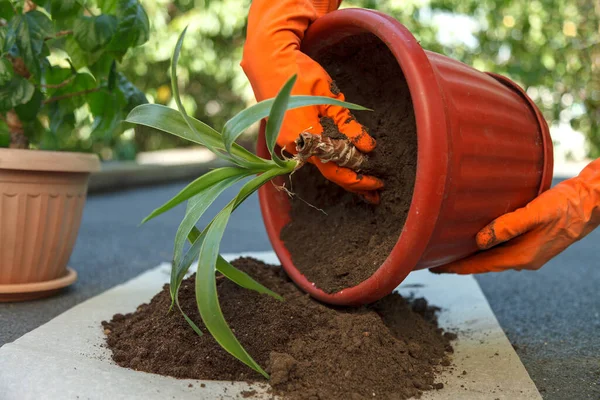 Hands Orange Safety Gloves Hold Plant Yucca Planting Large Brown — Stok Foto