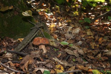 Bulbosus Boletus Edulis. Mantar koleksiyonu. Doğal ortamında yenilebilir yaban mantarı