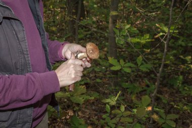 Bulbosus Boletus Edulis. Mantar koleksiyonu. Beyaz mantarlar bir kadının elinde