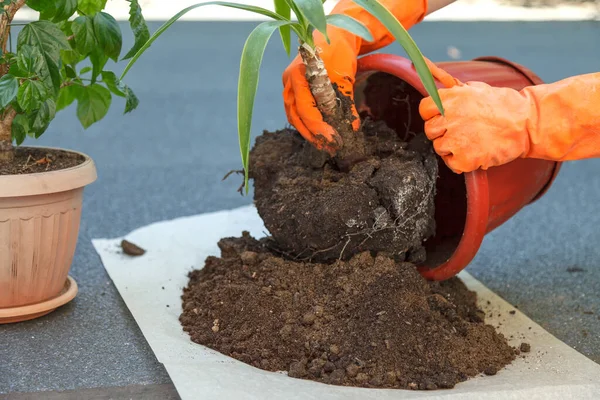 Hands Orange Safety Gloves Hold Plant Yucca Planting Large Brown — Stockfoto