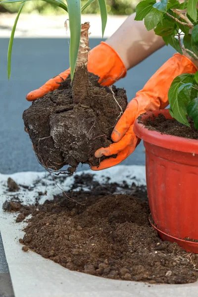 Hands Orange Safety Gloves Hold Plant Yucca Planting Large Brown — Stok Foto