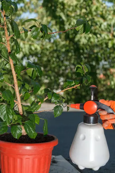Tukang Kebun Memakai Sarung Tangan Jingga Pelindung Menyemprotkan Daun Dari — Stok Foto