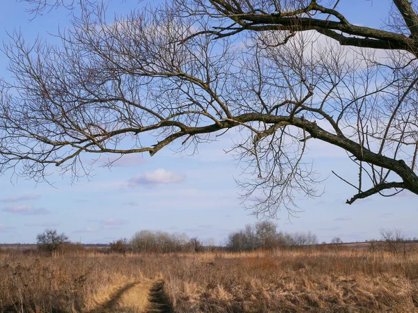 Ağaçları ve mavi gökyüzü olan güzel bir manzara.