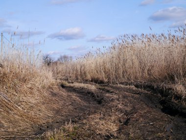 Tarlada yolunu kaybetmiş.