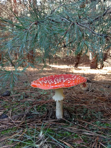 Ormanda kırmızı mantar