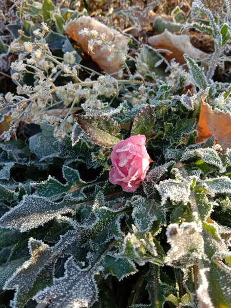 Güzel botanik fotoğrafı, doğal duvar kağıdı.