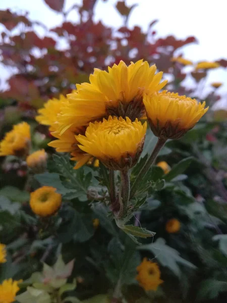 Yellow Chrysanthemum Green Background — Zdjęcie stockowe