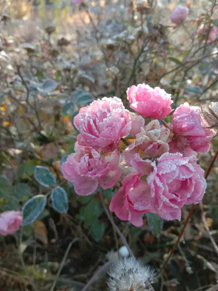 Güzel botanik fotoğrafı, doğal duvar kağıdı.