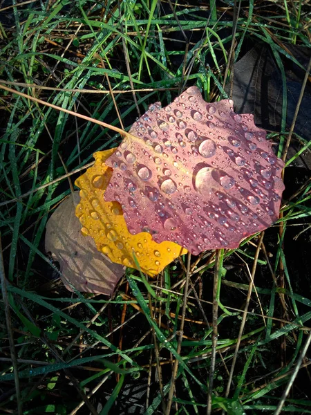 Ormanda güzel sonbahar yaprakları
