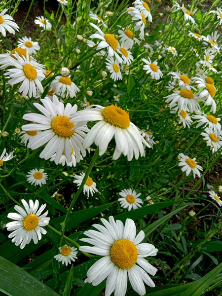 Tarlada beyaz papatya çiçekleri