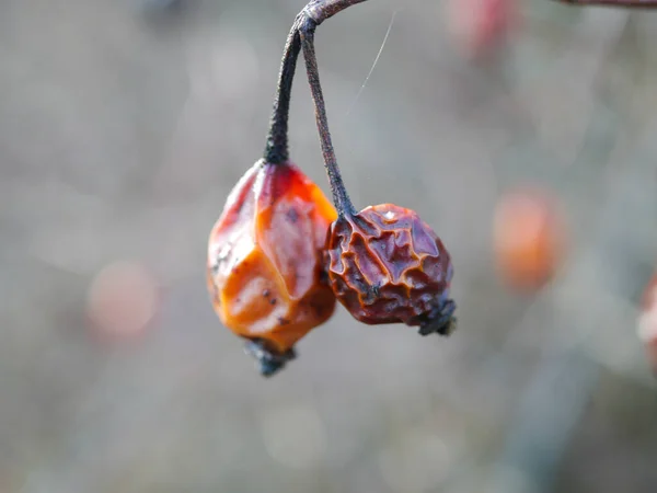 Sonbahar arkaplanı, sonbahar mevsimi ve doğa, güllük gülistanlık