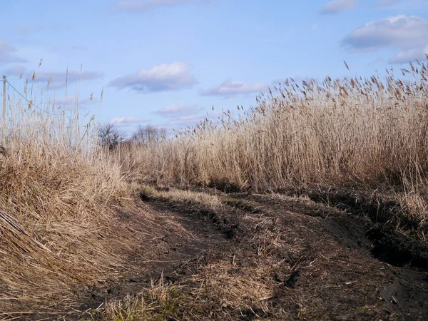 Tarlada yolunu kaybetmiş.