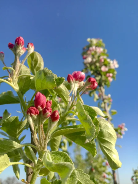 Elma çiçeklerine, çiçeklere ve doğaya yakın.