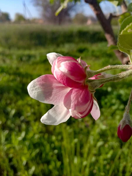 Bahar çiçekleri açar. güzel çiçek