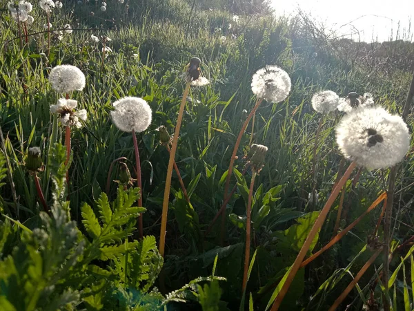 Yeşil çimenlikte karahindiba, arka plan