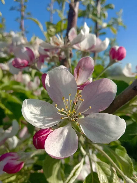 Baharda çiçek açan elma ağaçları