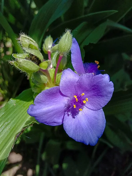 Güzel botanik fotoğrafı, doğal duvar kağıdı.