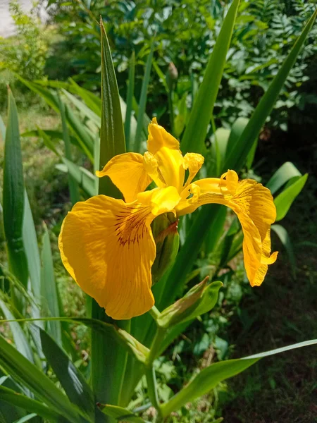 Sarı zambak çiçeği, yakın çekim.