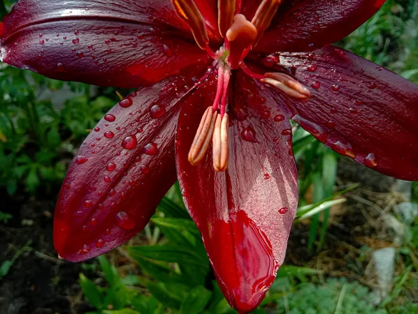 Su damlacıkları ile güzel kırmızı amberçiçeği, yakın çekim, sığ alan derinliği