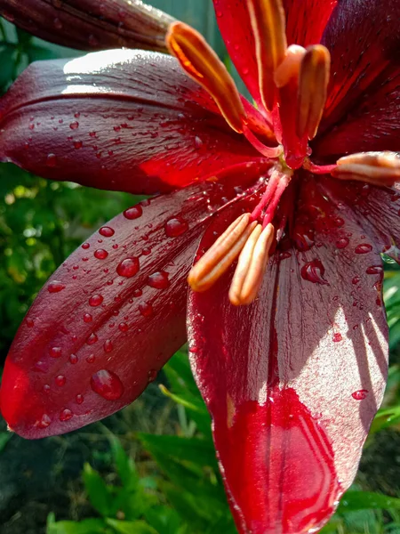 Su damlalı güzel kırmızı zambak çiçeği