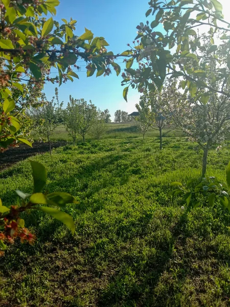 Bahçedeki yeşil ağaçlar