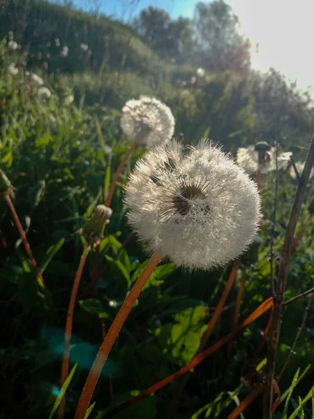 çim Karahindiba çiçeği