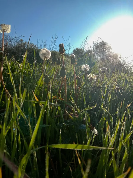Yeşil otlar ile güzel manzara