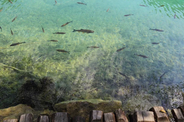 Ryby Pływające Czystym Jeziorze Niedaleko Brzegu — Zdjęcie stockowe