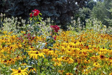 Rudbeckia 'nın çiçek tarhında açan kırmızı bir gül kalçası..