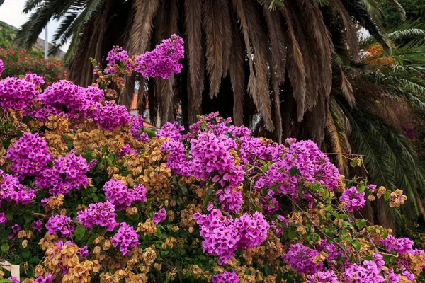 Bright Inflorescences Fading Pink Bouganvillea Streets Seaside Southern Town — Stock Photo, Image