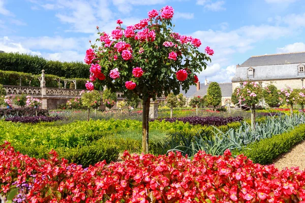 Villandry França Setembro 2019 Este Dos Arbustos Rosas Decorativamente Cultivados — Fotografia de Stock