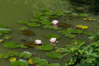 Bunlar gölün yüzeyinde olağandışı güzel ve muhteşem görünen nehir zambakları..