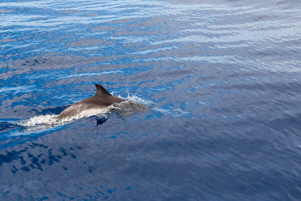 This is the back of a dolphin moving near the surface of sea water.