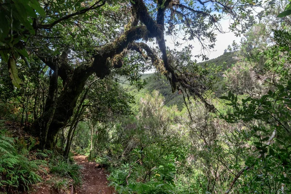 Madeira Portugal August 2021 Dit Een Van Paden Hellingen Van — Stockfoto