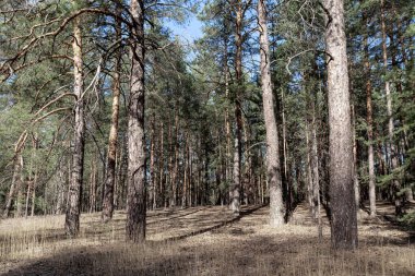 Bu, sonbaharda Ukrayna 'nın doğusundaki bozkır ormanlarındaki bir çam ormanı..