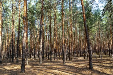 Bu, sonbaharda Ukrayna 'nın doğusundaki bozkır ormanlarındaki bir çam ormanı..