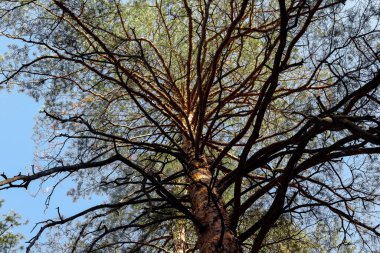 Bunlar eski bir çam ağacının dalları, fantastik bir şekilde yayılmış..