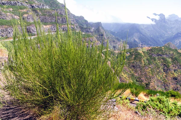 Madeira Portugal August 2021 Cytisus Scoparius Bush High Slopes Madeira — Stock Photo, Image