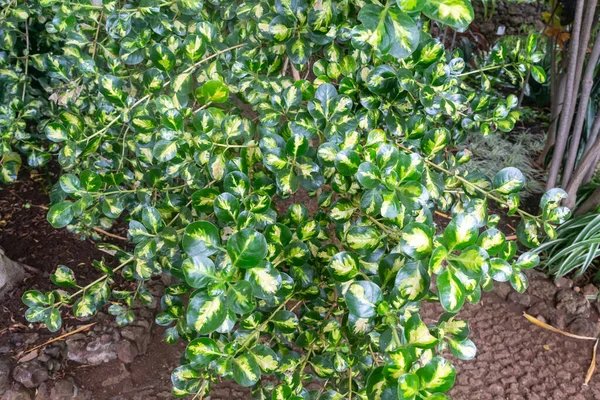 This is a bright foliage with a golden middle of the Mirror Bush (Coprosma Repens).