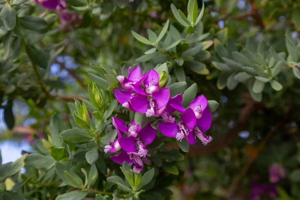 Flower Evergreen South African Shrub Polygala Myrtifolia — Stock Photo, Image