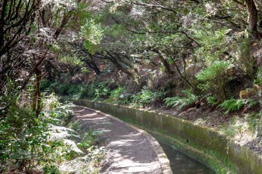 MADEIRA, PORTUGAL - 24 AĞUSTOS 2021 Levada do Alecrim, Rabasal Doğa Koruma Alanı 'nın yamaçlarındaki kutsal bir ormanda dar bir kanal yolu..