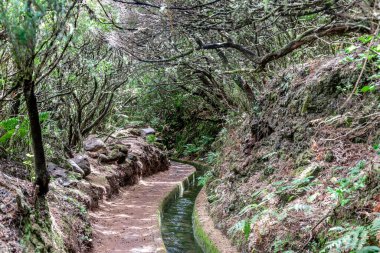 MADEIRA, PORTUGAL - 24 AĞUSTOS 2021 Levada do Alecrim, Rabasal Doğa Koruma Alanı 'nın yamaçlarındaki kutsal bir ormanda dar bir kanal yolu..