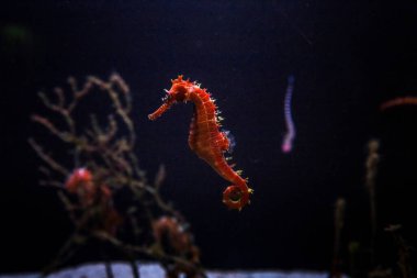 Okyanus akvaryumundan bir hipokampüs (deniz atı)..