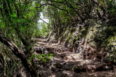 MADEIRA, PORTUGAL - 27 AĞUSTOS 2021 Burası Rabasal Ulusal Doğa Rezervi 'nin yamaçlarındaki yollardan biri..